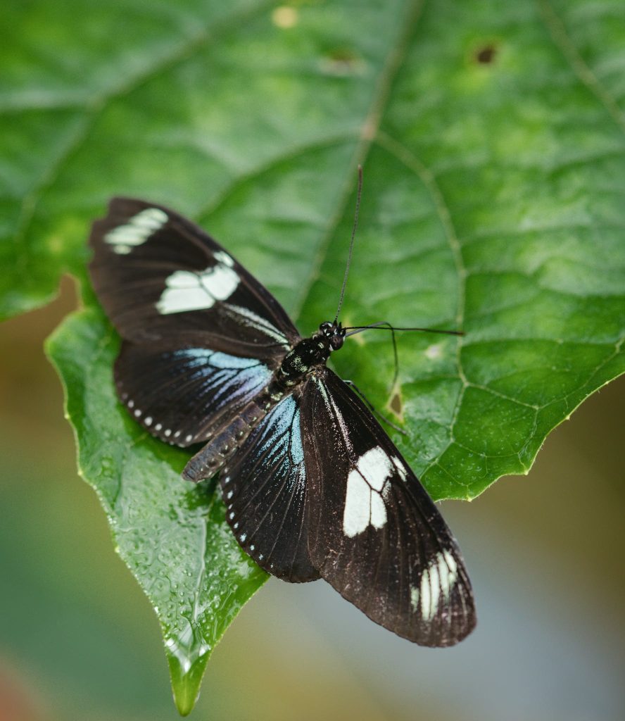 Close-up of a Perched Black Butterfly on Green Leaf