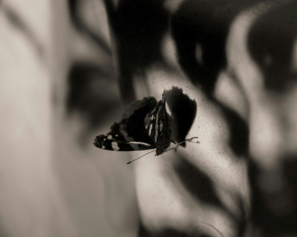 Close up of Black Butterfly