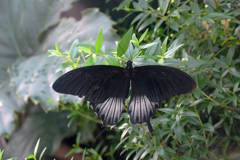Black Butterfly Meaning: Spiritual Meaning & Symbolism