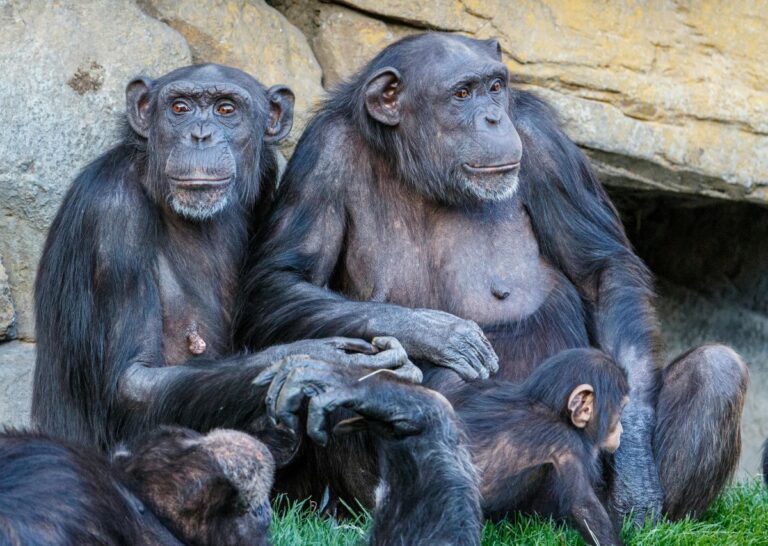 Chimpanzees Are More Like Us Than You Think – They Even Go through Menopause!