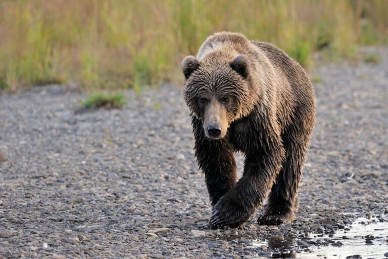 Exploring the Hidden Dangers of California’s National Parks