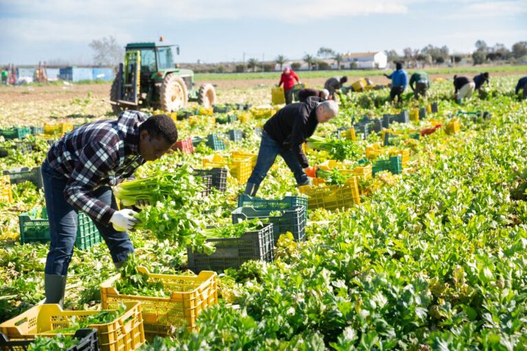 The Journey of Food: From Farm to Plate