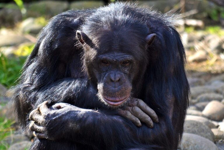 From Hot Flashes to Hormones: Chimps Share Our Menopause Woes