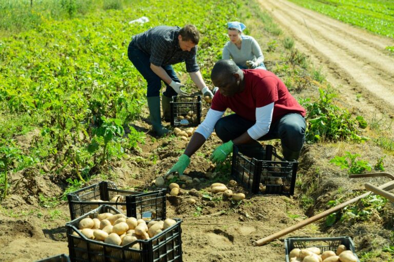 The Story of Your Meal: From Farm to Dinner Table